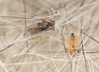 Rokill Pest Control 374077 Image 3